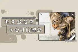 蜱虫活跃季！养猫家庭真的不用预防吗？图片