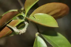 传说中的嫁接神器“叶仙”，这些都可以嫁接，是好东西图片