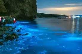 大连出现梦幻荧光海，带你揭开荧光小秘密图片