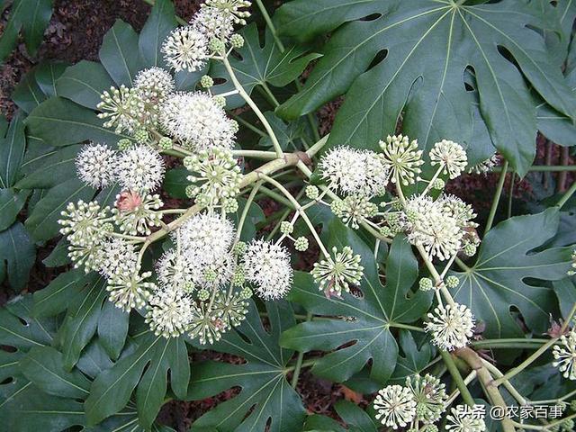 农村一种常见植物，茎髓堪比黄金，300元一斤，不少农民抢着种植