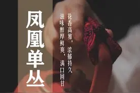 如何评价凤凰单丛茶？30元～3500的茶怎么选？如何把握冲泡要领？图片