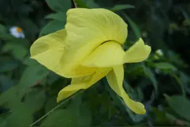 广西玉林博白县简述（二）图片