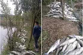 安徽一鱼塘“翻塘”，几千斤鱼死亡，疑似因钓鱼纠纷图片