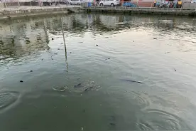 梅州一风水塘大量“食人鲶”盘踞，水面乌黑一片，小孩不敢靠近图片