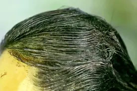长白头发预示着某种疾病？符合这4点特征的人容易长白发，你是吗图片