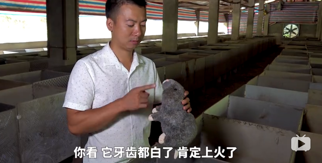 日本电影鸡皮疙瘩百度云资源