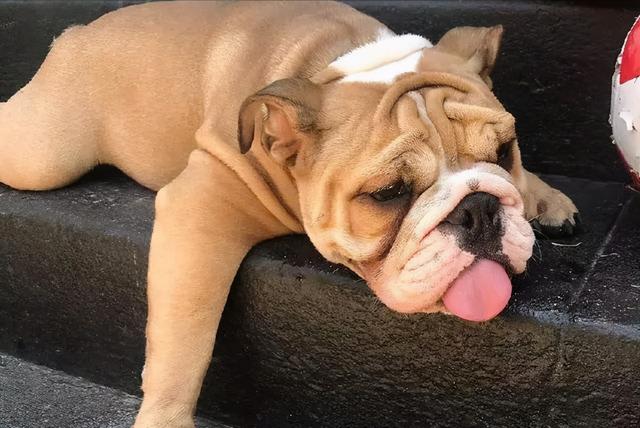 狗狗中暑的迹象,主人看到后,要马上抢救