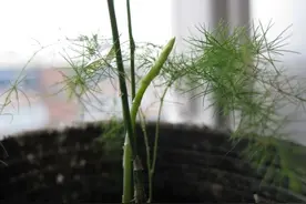 文竹有“3怕”，避开后，长势旺，发新芽，郁郁葱葱长爆盆图片