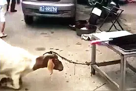 母羊即将被宰杀，突然朝着屠夫跪下，摸了摸肚子后，放下屠刀图片