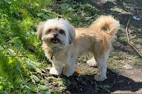 永远是家人！10岁爱犬行动不便，主人特制专属小坡道让它爬上床图片