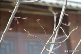 春光记—— 漫游东辽鴜鹭湖国家湿地公园，品味湖畔关东风情……图片