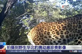 陕西子午岭拍摄到 野生华北豹携幼崽珍贵影像图片