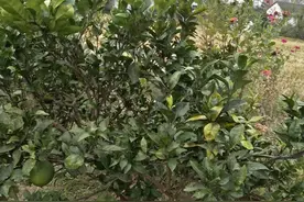 你的家乡有什么特产？图片