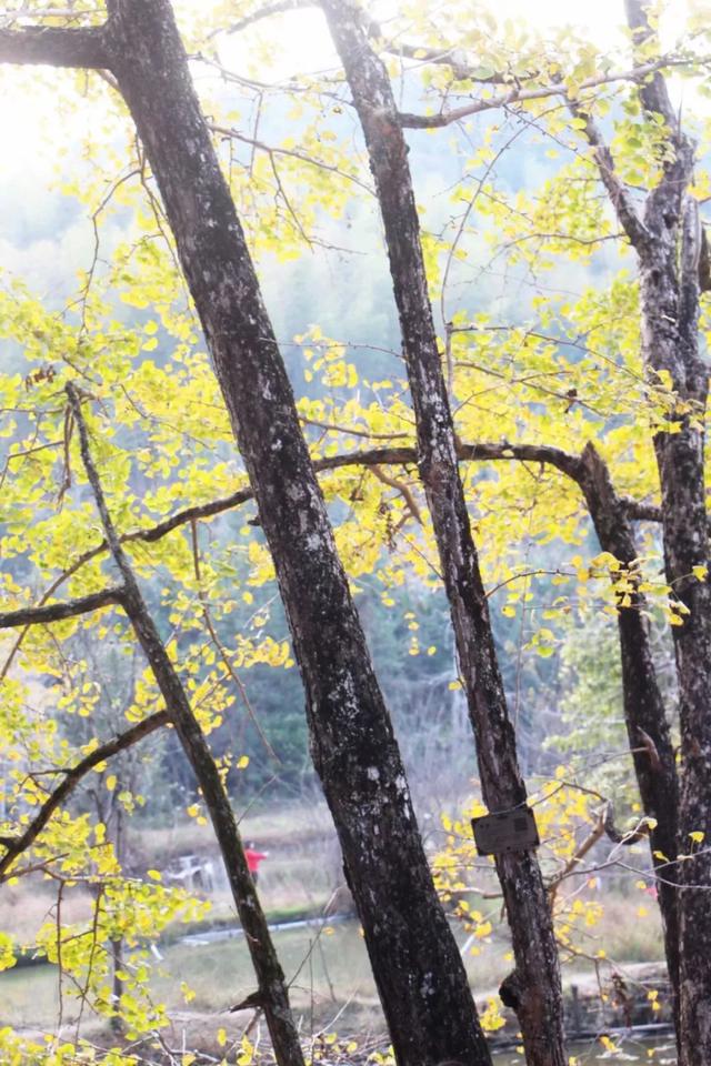 秋风吻尽银杏叶，艳遇醉美帽子峰