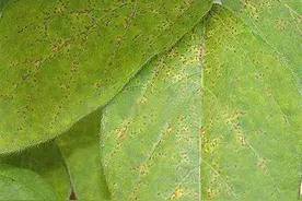 豆角长势良好，偏偏叶片上长出锈斑，应该如何预防解决？图片