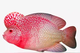 罗汉鱼这一块别人挖坑我来填，就不让你坑到人，哈哈图片