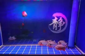 为什么很多鱼友反对困水养鱼，都有什么理由呢？图片