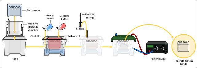 生物科研狗必备技能之~Western Blot