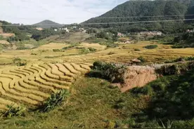 石井村2020金秋千亩梯田文化节（作者：华安 江清城）图片