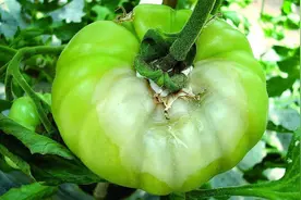 番茄果实溃烂是那种病害惹的祸？找出病因，早防治，避免减产损失图片