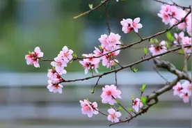 「诗词鉴赏」三月桃花开，十首桃花的诗词，惊艳了整个春天图片