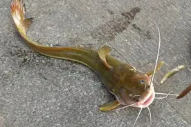 鮰鱼和石板头的钓法图片