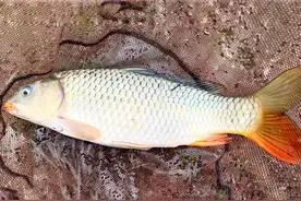 如何提竿起鱼？判断鱼的体型，4种起鱼方法，让你做到稳准狠图片