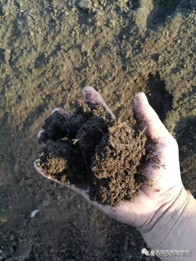 猕猴桃膨果，肥料又贵又多就行了？方法不对，怎么做都是浪费！