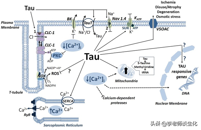 氨基酸的碳架氧化（二）
