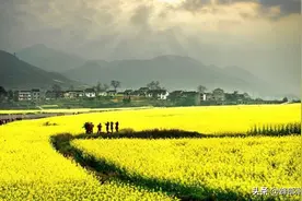 阳春3月，樱花盛开，为何只见蜜蜂采集而不见樱花蜂蜜？答案来了图片