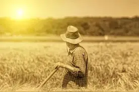 莫言母亲捡麦穗故事中被恶意抹黑的看守者图片