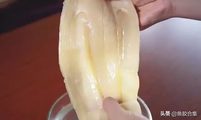 花胶的制取 2026年花胶制作流程