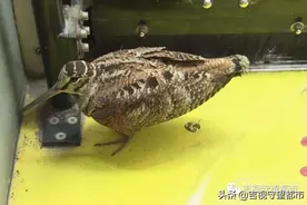 “长嘴鹌鹑”撞上公交车挡风玻璃...图片