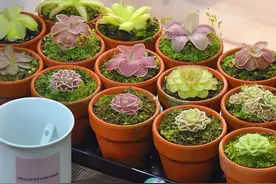 夏天在家养几盆“除虫花”，蚊虫少了，舒心一整夏图片