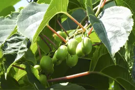 #东北山里##猕猴桃#现如今已变成家植的了图片