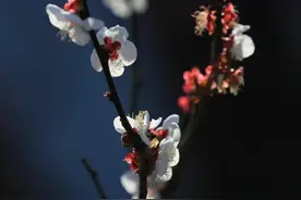 《伟情短篇小说集》二，古井的冷落图片