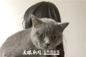 “我的猫病了，但治疗费太贵……”在贵阳，给宠物看病究竟有多费钱？图片