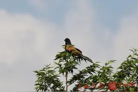 首次！巍山发现国家重点保护动物褐翅鸦鹃图片