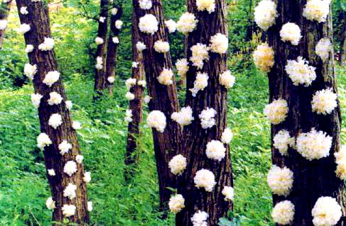 三十一种常见的菌类蘑菇图片