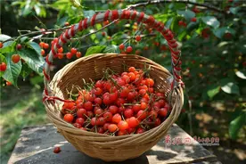 又到吃樱桃的季节！青岛各区市樱桃采摘地合辑来啦图片