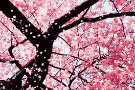 近5年中考阅读理解高频词汇总，收藏起来天天背！图片