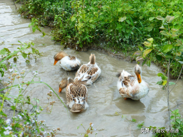 常用动物性蛋白质肉骨粉有哪些？各有何特点？