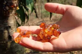 这种胶只在“桃树”上有，价值比桃子还高，人称“桃胶”数量少图片