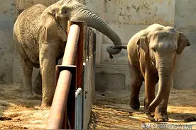 非洲象和亚洲象有没有生殖隔离，能不能杂交出“亚非象”？图片