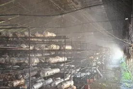 汝州：特色金融服务圆了种植户的香菇梦图片