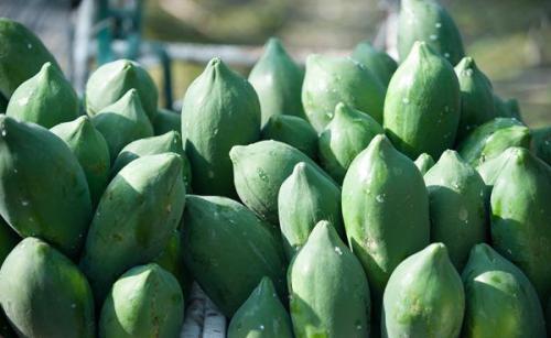 你知道吗？夏季白癜风患者吃这些水果对病情有好处