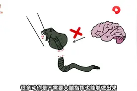 蛇头被砍下后为何还会跳起咬人？西瓜视频为你科普关于蛇的冷知识图片