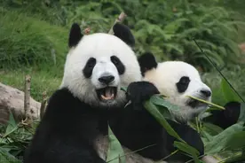 “熊猫班”的故事图片