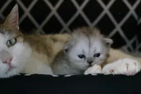 “克隆猫”诞生！人类该不该发展克隆技术？这是个让人害怕的话题图片