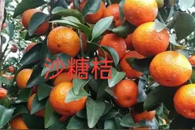 沙糖桔涨价了，有价无市！消费者：沙糖桔不能吃！为什么不能吃？图片